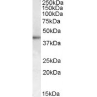 Western Blot (1μg/ml) staining of Human Skin lysate (35μg protein in RIPA buffer). Primary incubation was 1 hour. Detected by chemiluminescence.