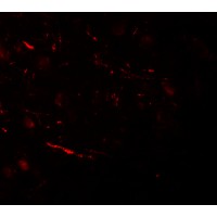 Immunofluorescence of COH1 in human brain tissue with COH1 antibody at 20 μg/mL.