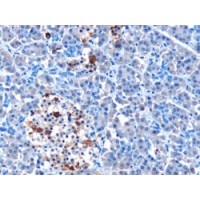 Immunohistochemistry (10μg/ml) staining of paraffin embedded Human Pancreas. Microwaved antigen retrieval with Tris/EDTA buffer pH9, HRP-staining.