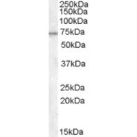 Western Blot (1μg/ml) staining of Rat Testis lysate (35μg protein in RIPA buffer). Primary incubation was 1 hour. Detected by chemiluminescence.