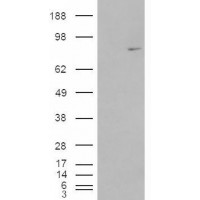 HEK293 overexpressing MEPCE and probed with antibody (mock transfection in first lane).