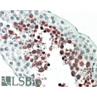 Immunohistochemistry (5μg/ml) staining of paraffin embedded Human Testis. Steamed antigen retrieval with citrate buffer pH 6, AP-staining.