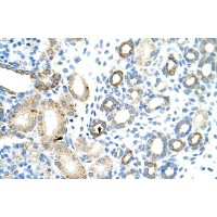Antibody used in IHC on Human Kidney at 4.0-8.0 ug/ml.