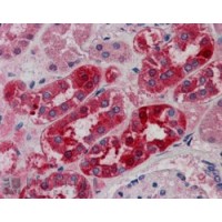 Immunohistochemistry (5μg/ml) staining of paraffin embedded Human Kidney. Steamed antigen retrieval with citrate buffer pH 6, AP-staining.