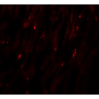 Immunofluorescence of MLIP in human heart tissue with MLIP antibody at 20 μg/mL.