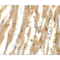 Immunohistochemistry of MLIP in human heart tissue with MLIP antibody at 5 μg/mL.