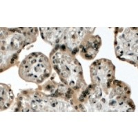 Immunohistochemistry (4μg/ml) staining of paraffin embedded Human Placenta. Steamed antigen retrieval with citrate buffer pH 6, HRP-staining.