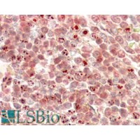 Immunohistochemistry (3.8μg/ml) staining of paraffin embedded Human Liver. Steamed antigen retrieval with citrate buffer pH 6, HRP-staining.