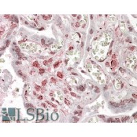 Immunohistochemistry (3.8μg/ml) staining of paraffin embedded Human Placenta. Steamed antigen retrieval with citrate buffer pH 6, AP-staining.