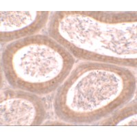 Immunohistochemistry of MOSPD1 in mouse testis tissue with MOSPD1 antibody at 2.5 μg/ml.