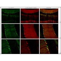 Staining with Mouse Pcp2 Antibody was colocalized with GFP in most of the Purkinje cells with low background in 1:500 dilution condition. Intensity of PCP2 staining was not necessarily corresponded to the intensity of GFP, and there are a few GFP positive , not stained with pcp2 antibody, cells(see middle and low panel). In dendrites and axons of Purkinje cells, most of fibers stained with PCP-2 a