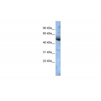 Antibody used in WB on Human HepG2 at 0.2-1 ug/ml.