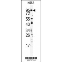Western blot analysis of Mouse TLR6 Antibody in K562 cell line lysates (35ug/lane)