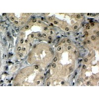 Immunohistochemistry (4μg/ml) staining of paraffin embedded Human Kidney. Steamed antigen retrieval with citrate buffer pH 6, HRP-staining. Similar results with antigen retrieval at pH9.
