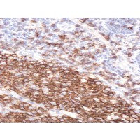 Immunohistochemistry (2μg/ml) staining of paraffin embedded Human Tonsil. Steamed antigen retrieval with citrate buffer pH 6, HRP-staining.
