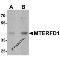 Western blot analysis of MTERFD1 in 3T3 cell lysate with MTERFD1 antibody at (A) 1 and (B) 2 μg/mL.