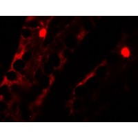Immunofluorescence of MTERFD2 in human small intestine tissue with MTERFD2 antibody at 20 μg/ml.