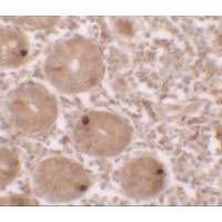 Immunohistochemistry of MTERFD2 in human small intestine tissue with MTERFD2 antibody at 2.5 μg/ml.