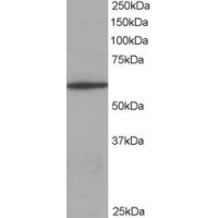 Western Blot staining (0.3μg/ml) of Jurkat lysate (RIPA buffer, 35μg total protein per lane). Primary incubated for 1 hour. Detected by western blot using chemiluminescence.