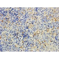 5ug/ml staining of paraffin embedded Rat Spleen. Steamed antigen retrieval with citrate buffer pH 6, DAB-staining.