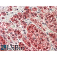 Immunohistochemistry (3.8μg/ml) staining of paraffin embedded Human Adrenal Gland. Steamed antigen retrieval with citrate buffer pH 6, AP-staining.