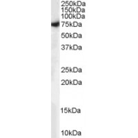 Western Blot (0.1μg/ml) staining of Human Brain lysate (35μg protein in RIPA buffer). Primary incubation was 1 hour. Detected by chemiluminescence.