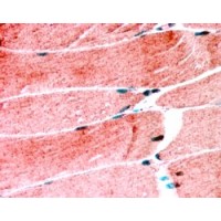 Immunohistochemistry (1.25μg/ml) staining of paraffin embedded Human Skeletal Muscle. Steamed antigen retrieval with citrate buffer pH 6, AP-staining.
