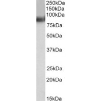 Western Blot (0.1μg/ml) staining of Human Heart lysate (35μg protein in RIPA buffer). Primary incubation was 1 hour. Detected by chemiluminescence.