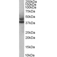 Western Blot staining (1ug/ml) of human muscle lysate (RIPA buffer, 35ug total protein per lane). Primary incubated for 1 hour. Detected by western blot using chemiluminescence.