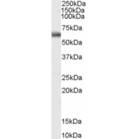 Western Blot (0.1μg/ml) staining of Human Bone Marrow lysate (35μg protein in RIPA buffer). Primary incubation was 1 hour. Detected by chemiluminescence.