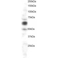 Western Blot staining (1μg/ml) of HeLa lysate (RIPA buffer, 30μg total protein per lane). Primary incubated for 1 hour. Detected by western blot using chemiluminescence.