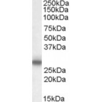 Western Blot (0.1μg/ml) staining of Rat Spinal Cord lysate (35μg protein in RIPA buffer). Primary incubation was 1 hour. Detected by chemiluminescence.