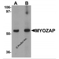 Western blot analysis of MYOZAP in rat kidney tissue lysate with MYOZAP antibody at (A) 1 and (B) 2 μg/mL.