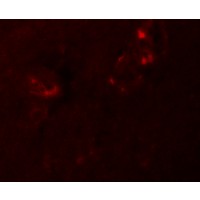 Immunofluorescence of NALP5 in human brain tissue with NALP5 antibody at 20 μg/mL.