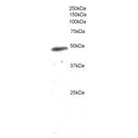Western Blot (0.2μg/ml) staining of U937 lysate (35μg protein in RIPA buffer). Primary incubation was 1 hour. Detected by chemiluminescence.