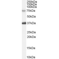 Western Blot (0.1μg/ml) staining of HeLa cell lysate (35μg protein in RIPA buffer). Primary incubation was 1 hour. Detected by chemiluminescence.