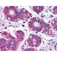 Immunohistochemistry (2.5μg/ml) staining of paraffin embedded Human Breast. Steamed antigen retrieval with citrate buffer pH 6, AP-staining.