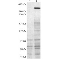 Western Blot (1μg/ml) staining of 1) untransfected HEK293T cells 2) HEK293T cells transfected with mouse NBEA. Detected by chemiluminescence. Data kindly provided by Professor John Creemers, K.U. Leuven, Belgium