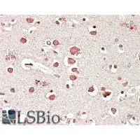 Immunohistochemistry (5μg/ml) staining of paraffin embedded Human CerImmunohistochemistry ortex. Steamed antigen retrieval with citrate buffer pH 6, AP-staining.