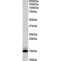 Western Blot (0.1μg/ml) staining of Mouse Brain lysate (35μg protein in RIPA buffer). Primary incubation was 1 hour. Detected by chemiluminescence.