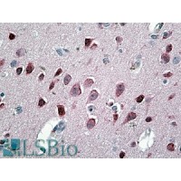 Immunohistochemistry (3.8μg/ml) staining of paraffin embedded Human Cortex. Steamed antigen retrieval with citrate buffer pH 6, AP-staining.
