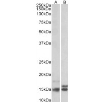 Western Blot (2μg/ml) staining of Human Cerebellum (A) and Rat Brain (B) lysates (35μg protein in RIPA buffer). Primary incubation was 1 hour. Detected by chemiluminescence