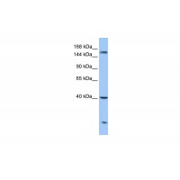 Antibody used in WB on Human HeLa at 0.2-1 ug/ml.