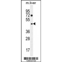 Western blot analysis in mouse liver tissue lysates (35ug/lane).