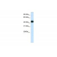 Antibody used in WB on Human Testis at 0.2-1 ug/ml.