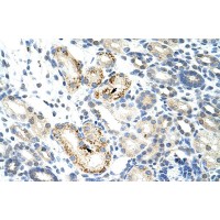 Antibody used in IHC on HUman Kidney at 4.0-8.0 ug/ml.