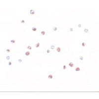Immunocytochemistry of NOD4 in HeLa cells with NOD4 antibody at 10 μg/mL.