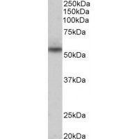 Western Blot (0.3μg/ml) staining of Human Heart lysate (35μg protein in RIPA buffer). Primary incubation was 1 hour. Detected by chemiluminescence.
