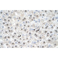 Antibody used in IHC on Mouse Liver.