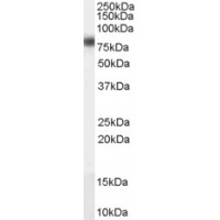 Western Blot (0.1μg/ml) staining of human liver lysate (35μg protein in RIPA buffer). Primary incubation was 1 hour. Detected by chemiluminescence.
